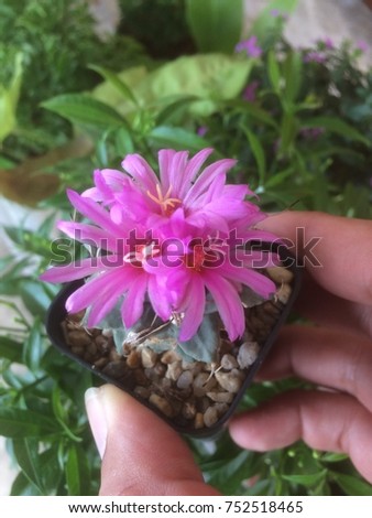 pink cactus blooming