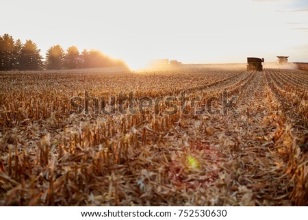 Freshly harvested backlit maize field stubble at sunset with sun flare from the fiery sun and farm vehicles on the horizon harvesting the crop Royalty-Free Stock Photo #752530630