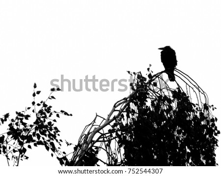 Raven on the branch of a birch tree. Black and white photo.