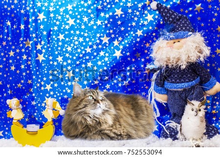 Fluffy cat in a Christmas picture