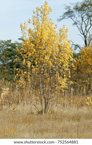 Tree with yellow leaves in park in the autumn season