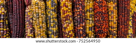 Jewel-Like Kernels of Indian Corns Royalty-Free Stock Photo #752564950