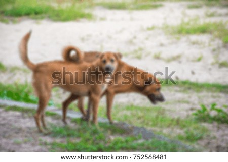 Blurred picture of a dog on the sand