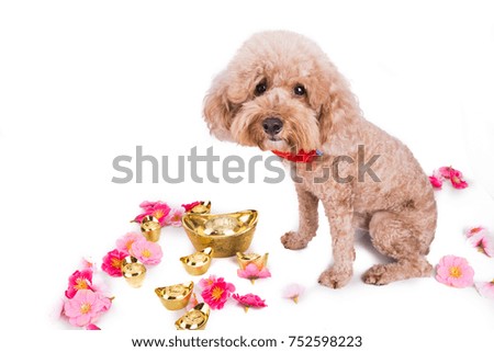 Dog in Chinese New Year festive setting in white background. 2018 is year of the dog in Chinese lunar zodiac calendar