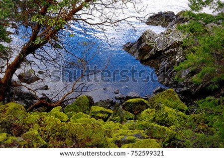 The brilliant green of moss covered rocks contrasts with the red of the arbutus tree and the bright blue of the bay in this photo taken in Saanich Inlet, BC. 