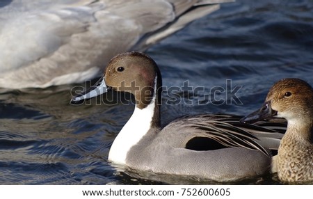 A male Pintail Duck and its mate pictured swimming in the sea in the winter, Esquimalt Lagoon, British Columbia.