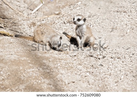 the meerkats are playing in the sand