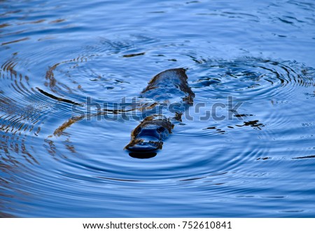 Platypus in a wild with beautiful water circles - deep blue natural background