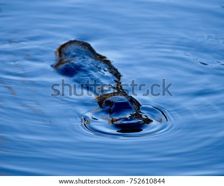Australian platypus in a wild surfacing the lake with the blue waters