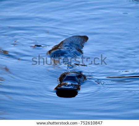 Close up photo of platypus swimming in a wild