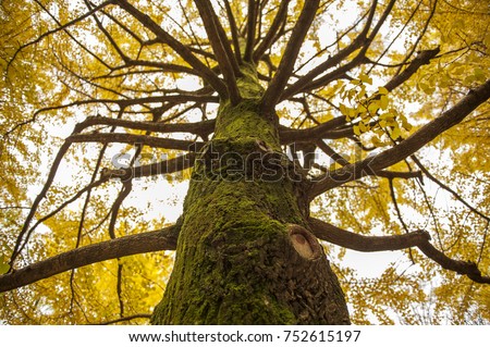 Colorful Yellow Ginko Tree. Autumn in Japan.