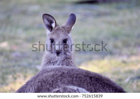 Close up portrait of a baby kangaroo
