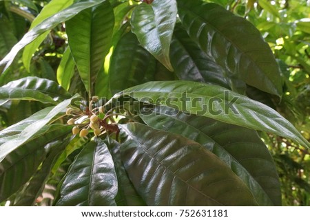 Canistel Pouteria Campechiana green young leaves Royalty-Free Stock Photo #752631181