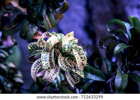 Croton plant leaves texture