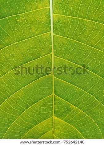 leaf pattern background texture