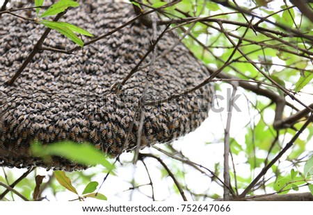 Group of bees surround their beehives on the tree