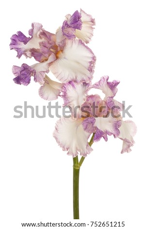 Studio Shot of Pink Colored Iris Flowers Isolated on White Background. Large Depth of Field (DOF). Macro.