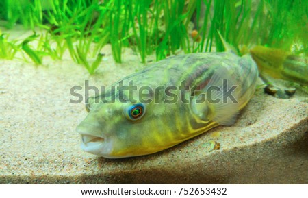 Tetraodon fahaka fish