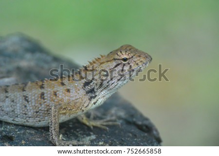 A close up of a lizard; picture taken at Koh Fanta, Thailand.