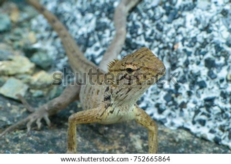 A close up of a lizard; picture taken at Koh Fanta, Thailand.