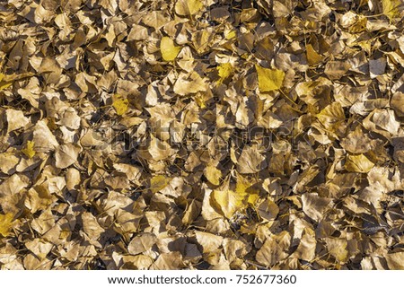 Picture dry leaves from the top