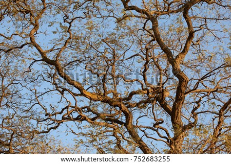 False Acatia or black locust branches on the blue autumn sky in a nature reserve area close to Poznan, Poland