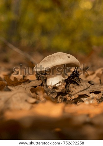Mushroom in autumn forest