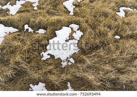 First snow on the yellow withered grass