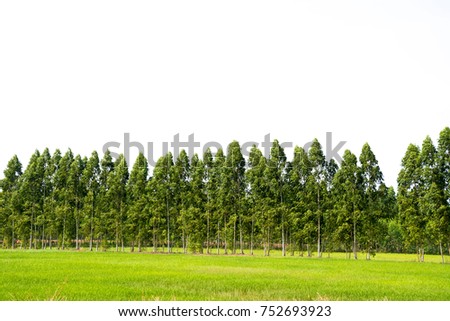 Tree alone or single on isolate white background Royalty-Free Stock Photo #752693923