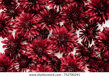 Red flower buds. Flat lay, top view. Valentine's day background. Flowers concept.