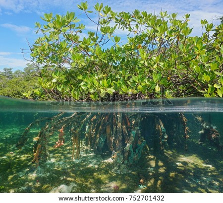 Mangrove tree over and under water surface, green foliage above waterline and roots with marine life underwater, Caribbean sea Royalty-Free Stock Photo #752701432
