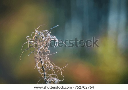 AUTUMN - Dry wild plant on the edge of a forest