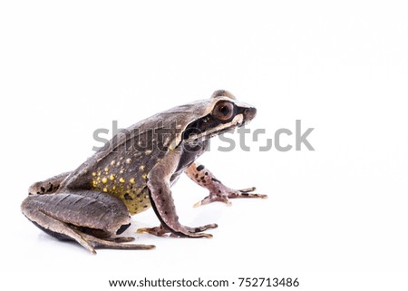 amphibian of Asia