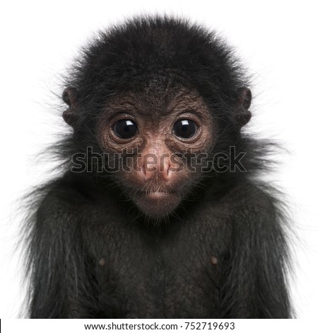 Red-faced Spider Monkey, Ateles paniscus, 3 months old, in front of white background Royalty-Free Stock Photo #752719693