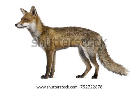 Side view of Red Fox, 1 year old, standing in front of white background