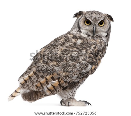 Great Horned Owl, Bubo Virginianus Subarcticus, in front of white background