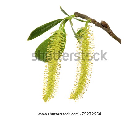 Catkins of willow on a white background