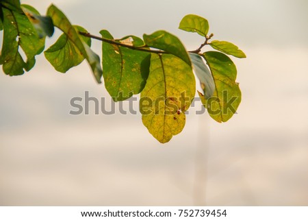 sunny day on the leaves, blurred photo
