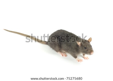  rat
