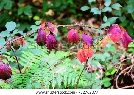 Floral colorful fall foliage image of autumn blackberry leaves in yellow, red, orange,green, violet on green natural background in intense colors