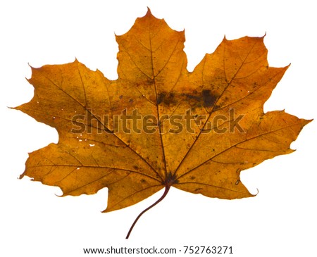 yellow maple leaf on a white background is the most commonly used sun symbol.