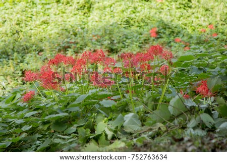 Red cluster amaryllis