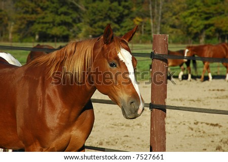 a picture of a horse at a stable in indiana