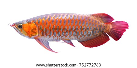 Arowana fish on white background.