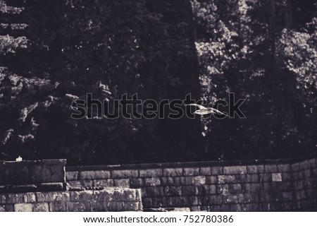black and white flying gull on the background of trees