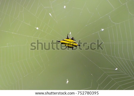 A yellow spiny orb weaver spider spinning it's web in the morning; picture taken at Khao Sok National Park, Thailand.