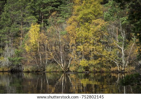 Autumn Trees by Loch Garten in the Cairngorms National Park of Scotland.