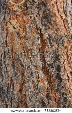 a picture of bark texture