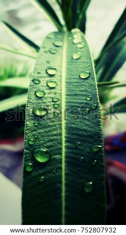 droplets on leaf 