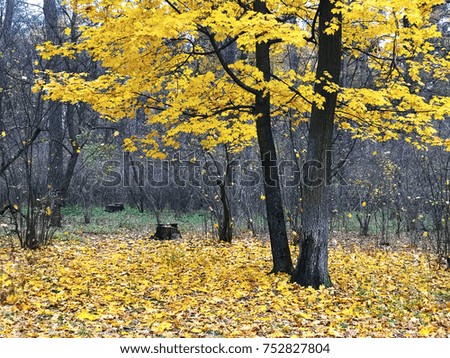 golden autumn in Kiev